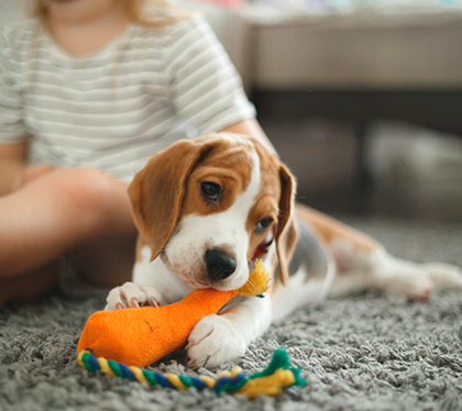Pets… and Clean Carpets, Too!
